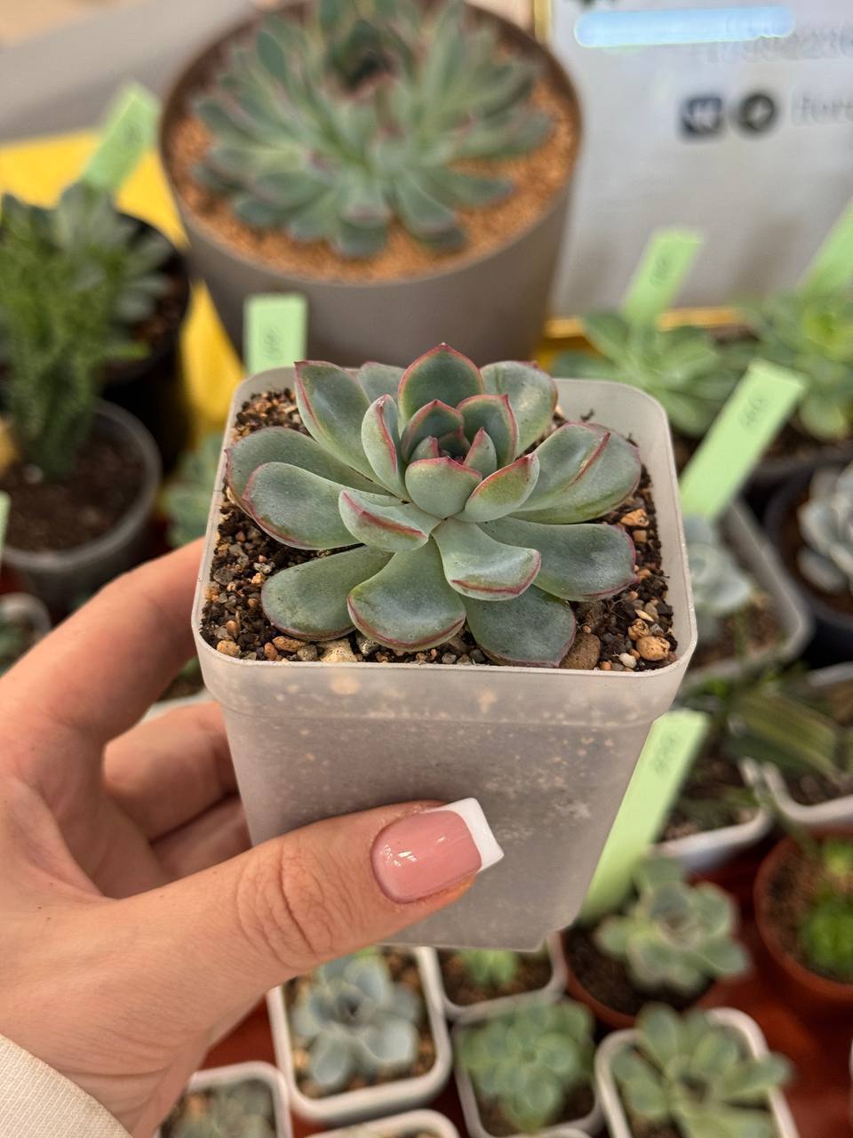 Суккуленты разные виды - Хобби и отдых в Абакан - фото 5