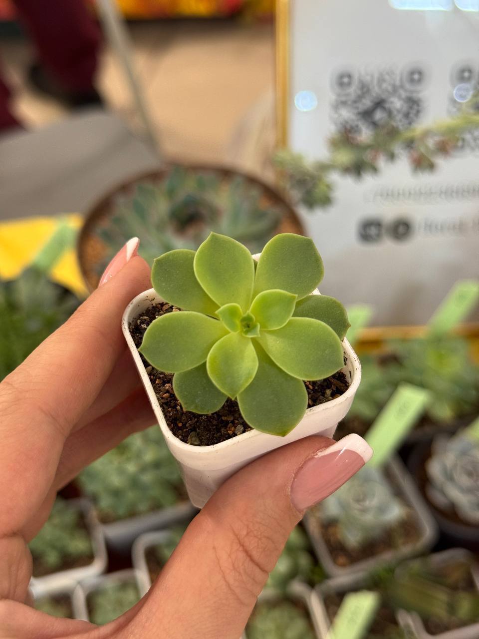 Суккуленты разные виды - Хобби и отдых в Абакан - фото 6