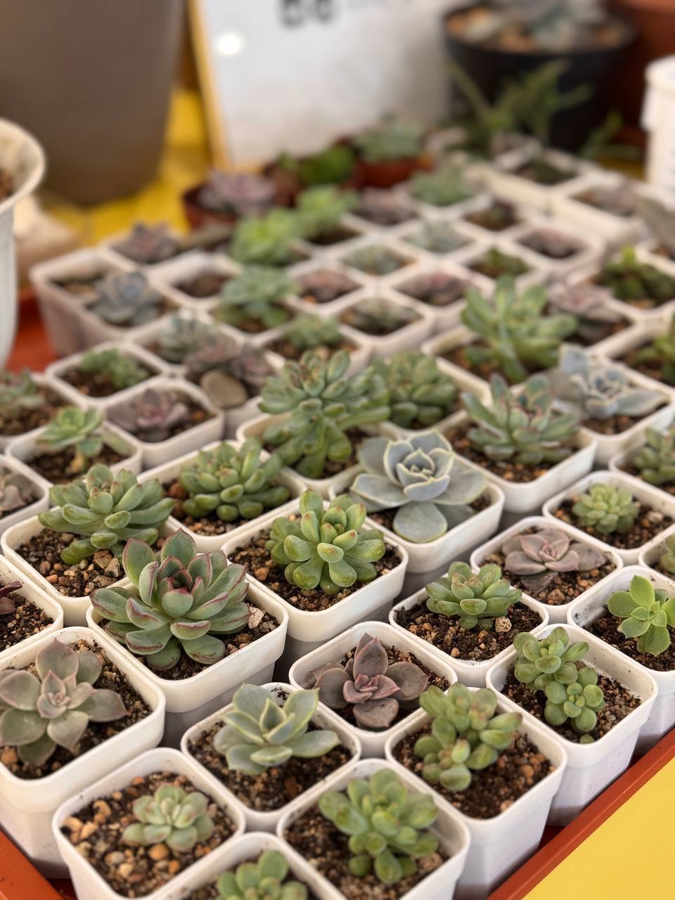 Суккуленты разные виды - Хобби и отдых в Абакан - фото 7