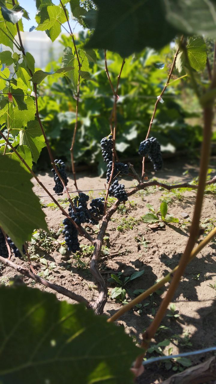 Клуб виноградарей САЯНСКАЯ ЛОЗА - частное объявление в Абакан