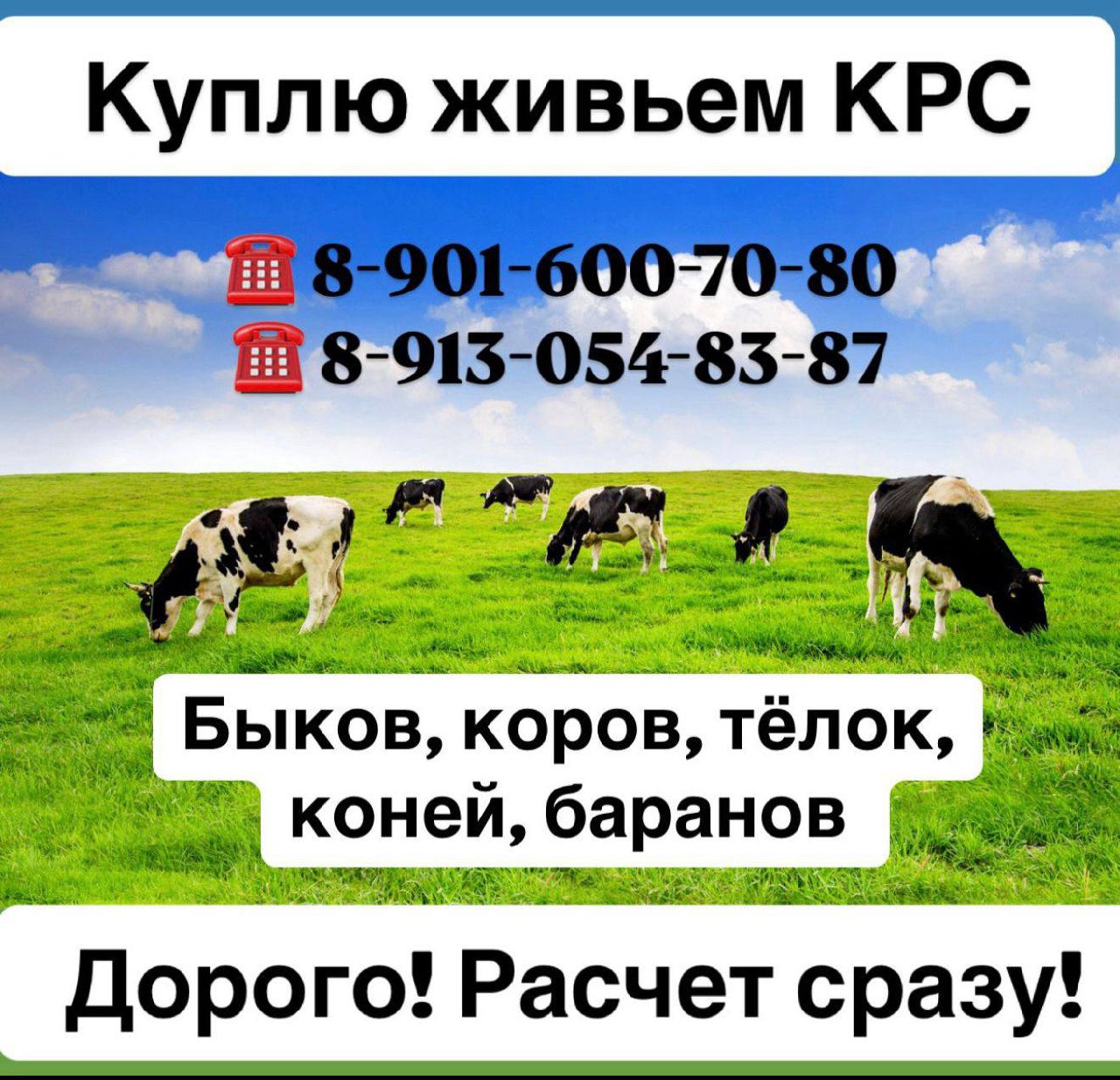 Куплю коров, быков, телят, лошадей - частное объявление в Абакан