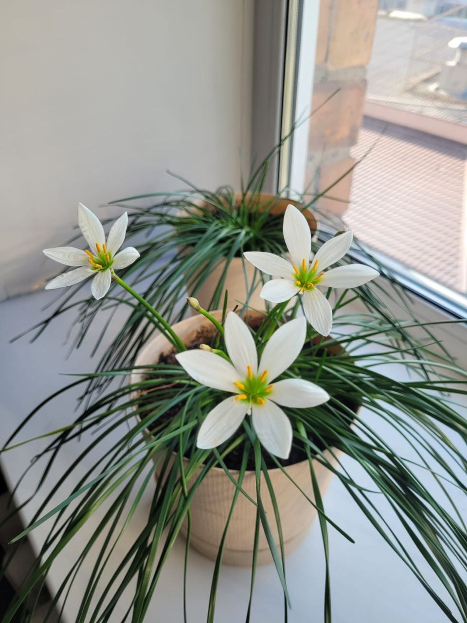 Продажа Зефирантеса (выскочка) - частное объявление в Абакан