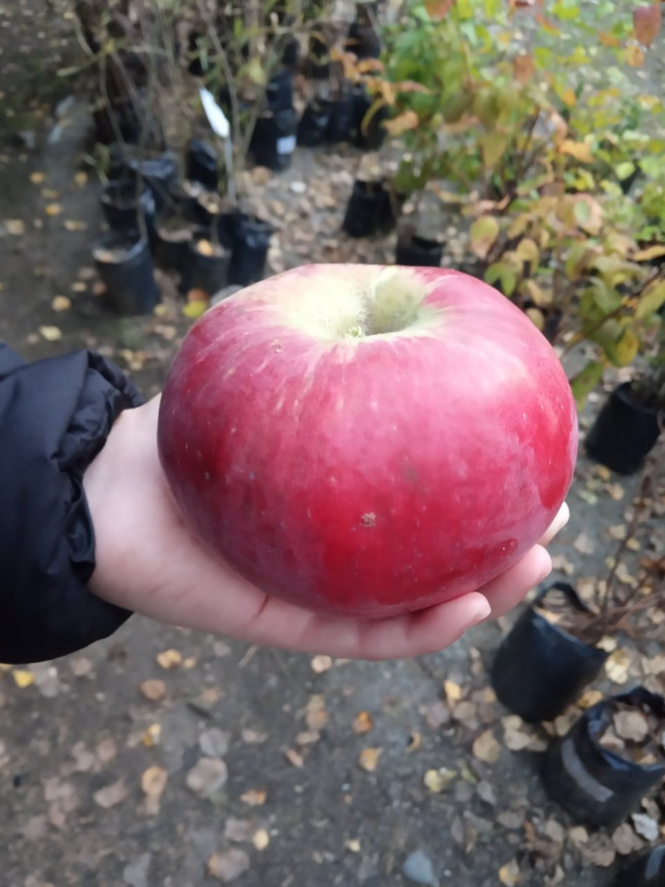 Яблоня ЛОБО - канадский сорт зимнего срока созревания - частное объявление в Абакан