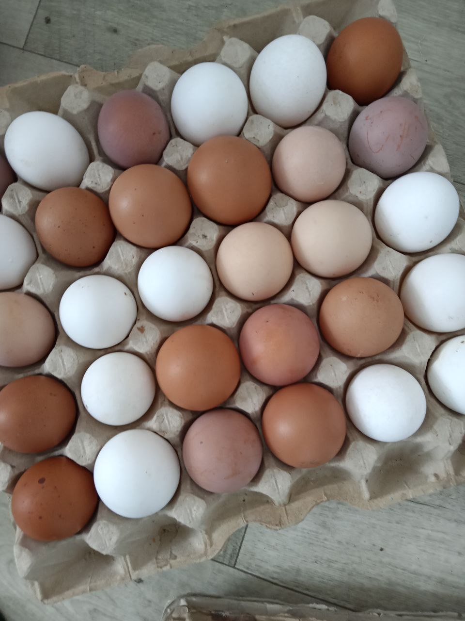Яйцо от кур домашних - частное объявление в Абакан
