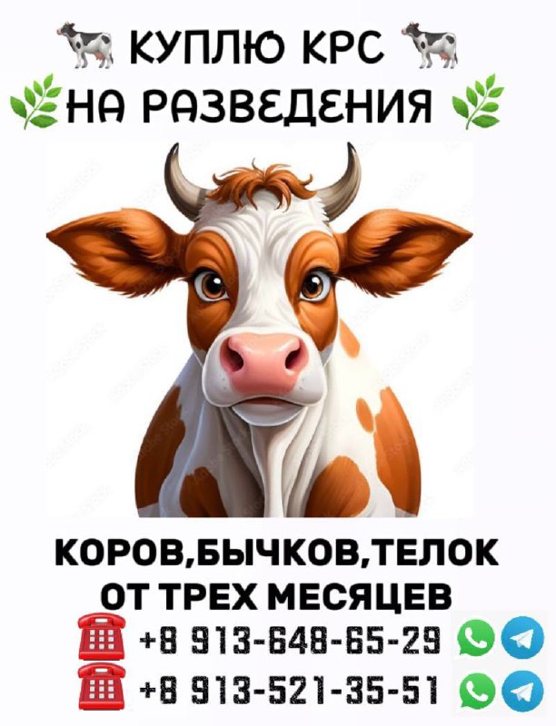 Закупаю КРС/МРС для разведения - частное объявление в Абакан