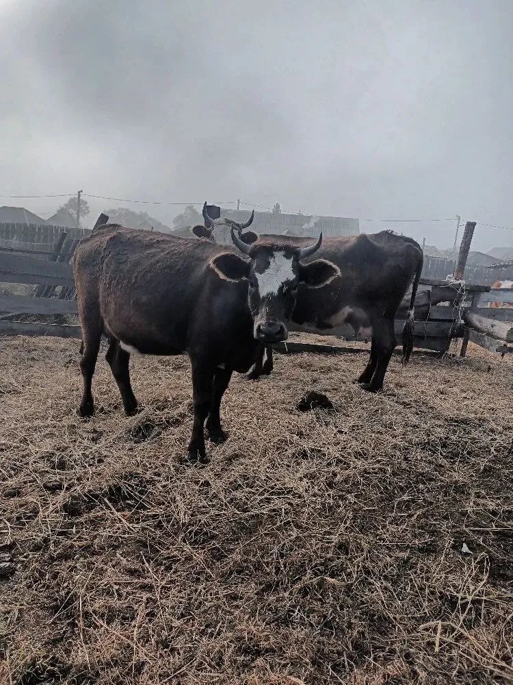 Продам в Чапаева - Недвижимость в Абакан