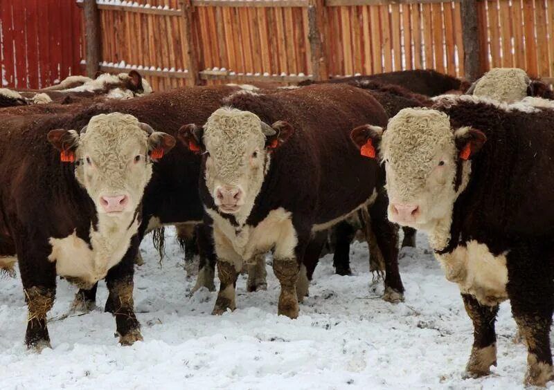 Закупка КРС/МРС и вынужденный забой - Животные в Абакан