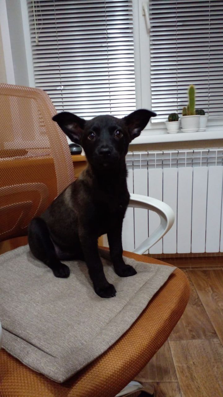 Славная девочка ищет дом - Животные в Абакан