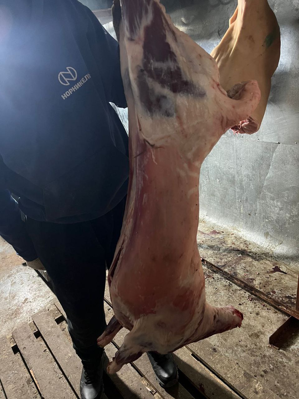 Продажа мяса свинины и баранины - Животные в Красноярск - фото 2