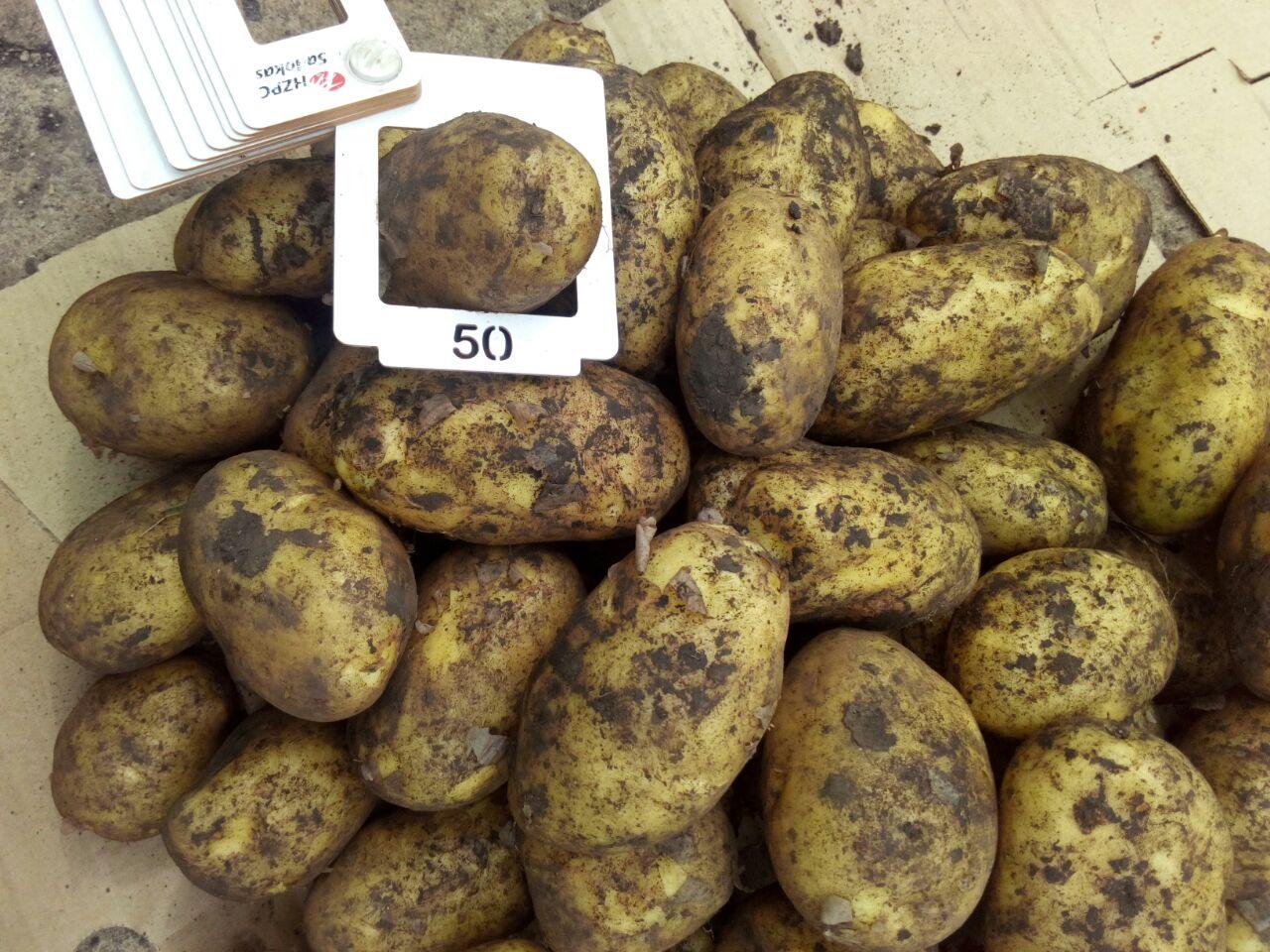 Продам картофель сорт Вега - Для дома и дачи в Красноярск