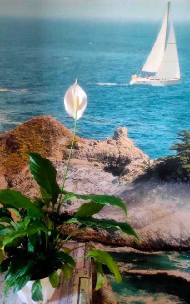 Цветок женского счастья - Колумбийский спатифиллум - Хобби и отдых в Красноярск