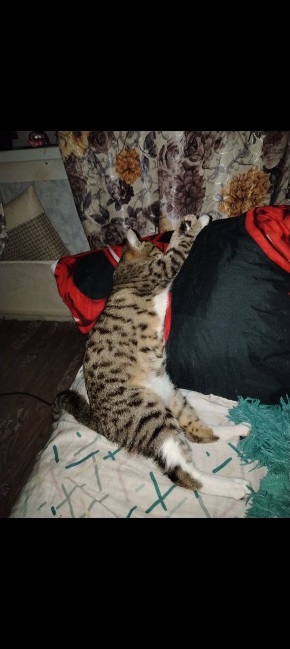 Отдам кошку в добрые руки - Животные в Новосибирск - фото 2