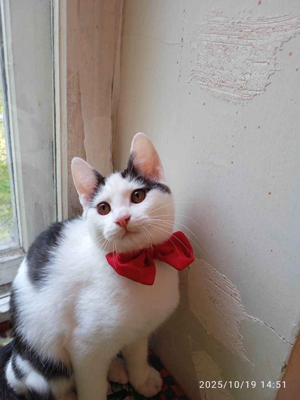 Котенок в добрые руки - частное объявление в Саратов