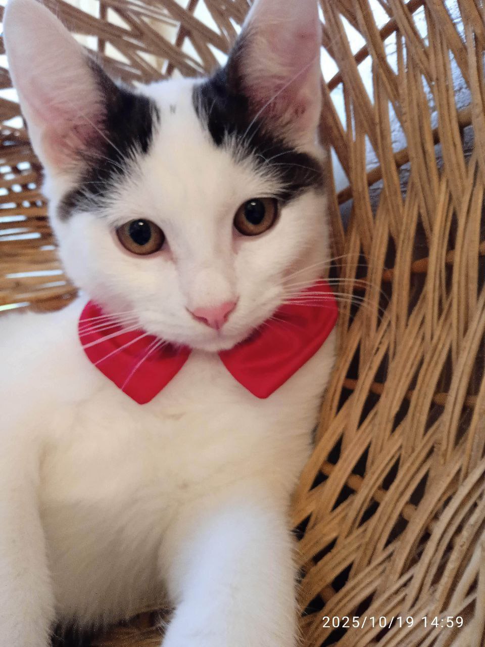 Котенок в добрые руки - Животные в Саратов - фото 3