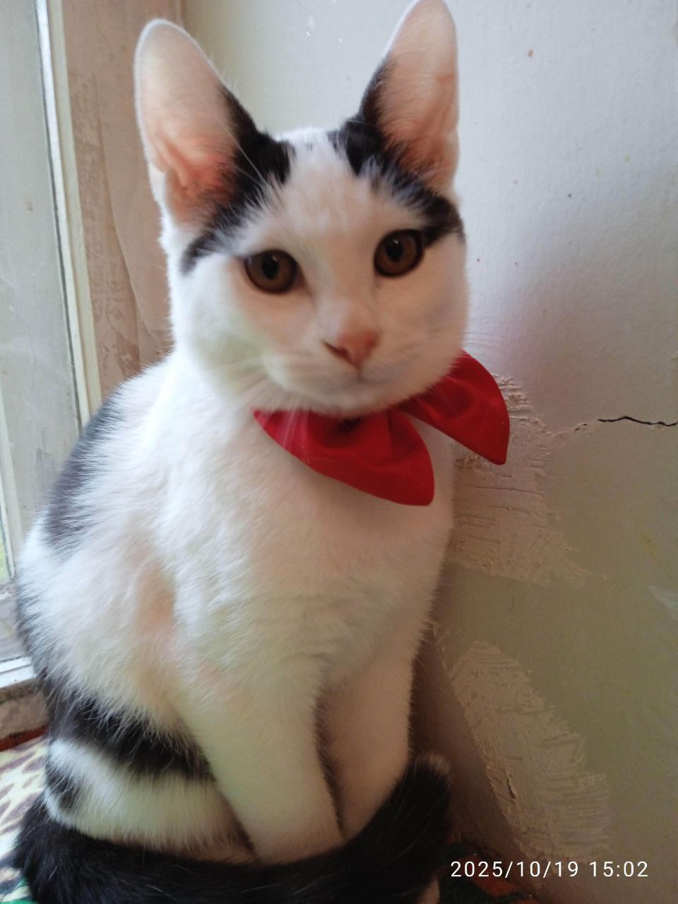 Котенок в добрые руки - Животные в Саратов - фото 4