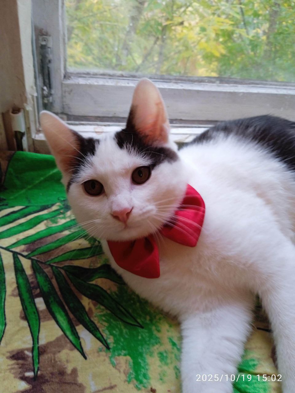 Котенок в добрые руки - Животные в Саратов - фото 5