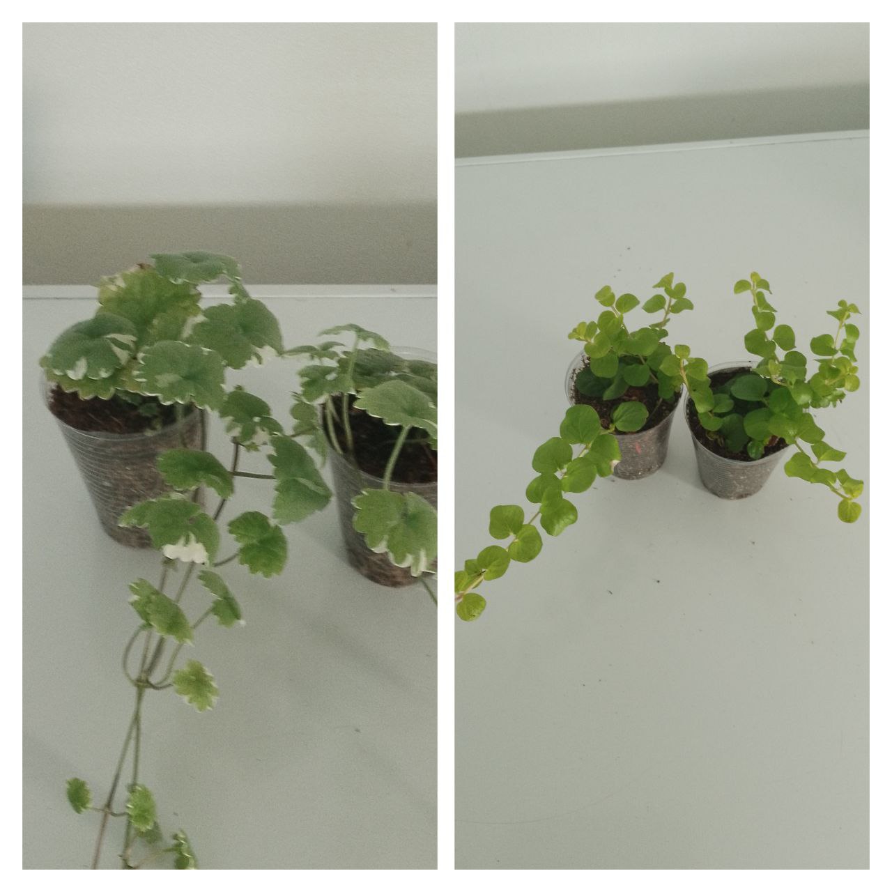 Продам будра вариегатная, вербейник монеточный золотистый - частное объявление в Чита