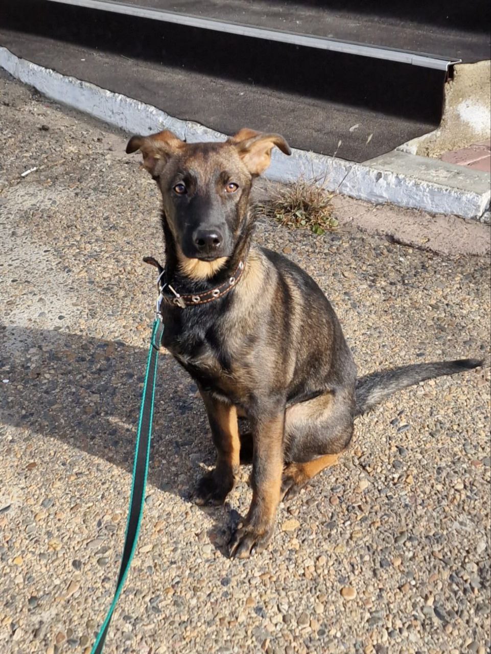 Щенок мальчик 4,5 месяца - Животные в Чита