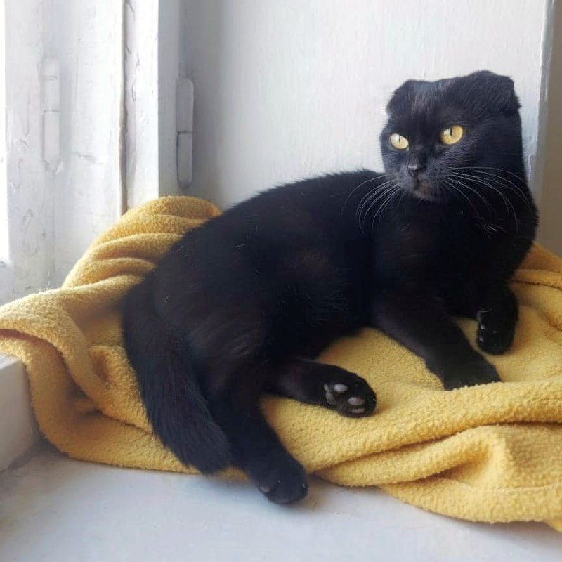 Хорошая кошка ищет хорошего человека - Животные в Чита