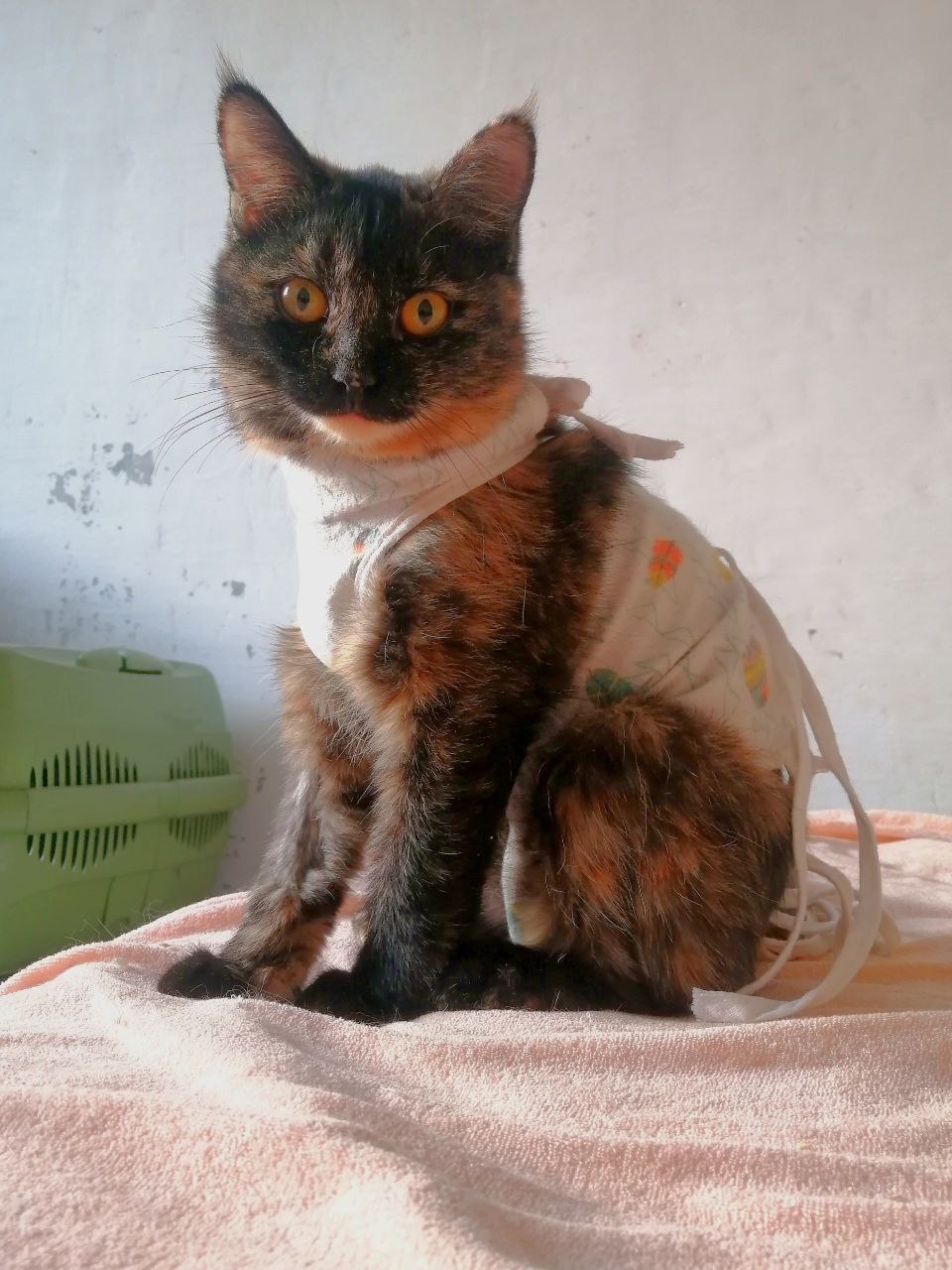 Кошка-черепашка ищет дом - Животные в Чита