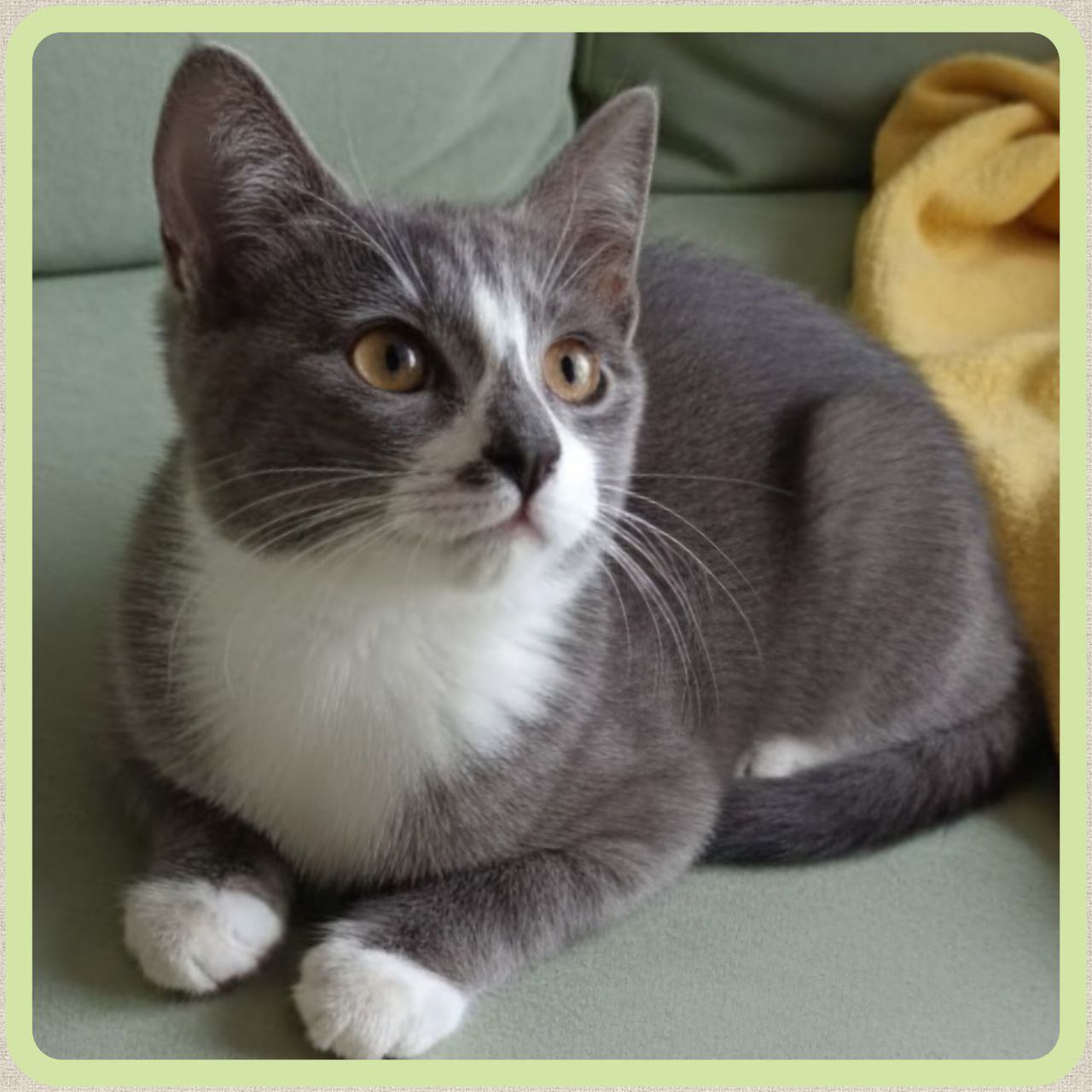 Милый щенок ищет дом - Животные в Чита