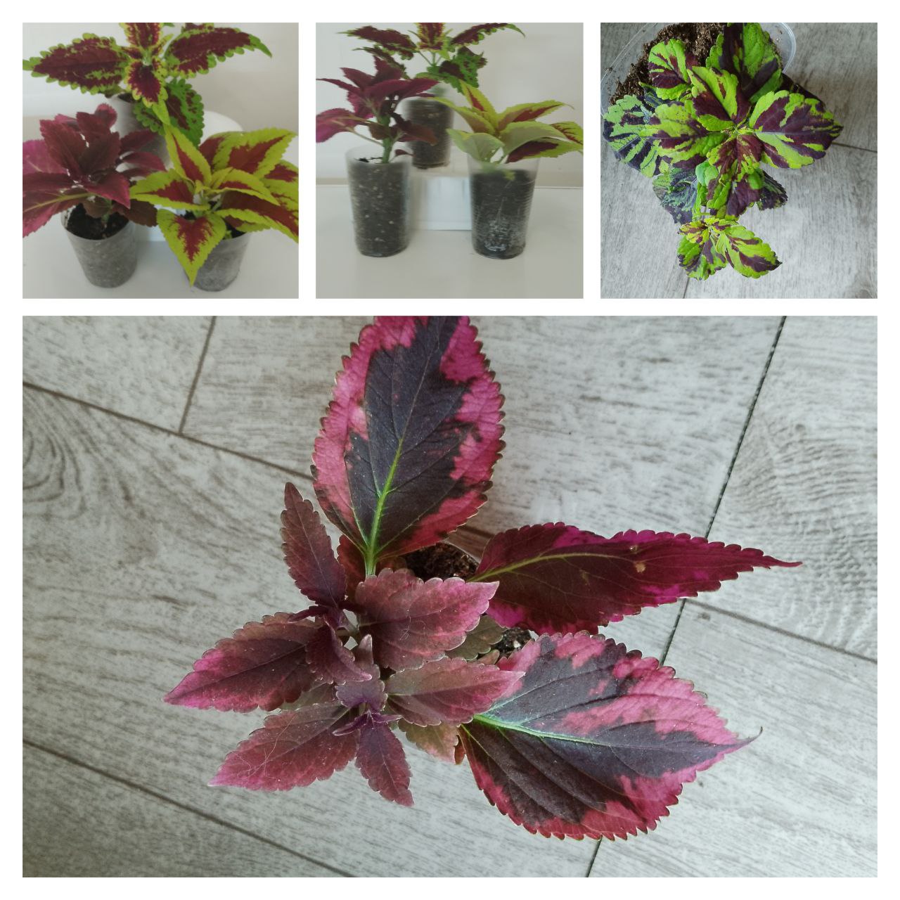 Продам молоденькие колеусы, будра вариегатная, вербейник монетчатый - Хобби и отдых в Чита