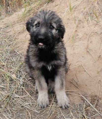 Малышка-бутузик ищет дом - Животные в Чита