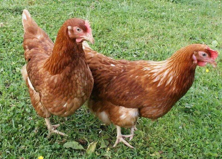 Продам курочек - Животные в Чита