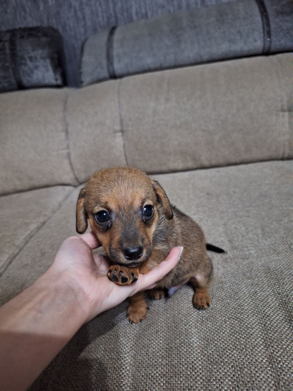 Щенок ищет свою семью - Животные в Чита