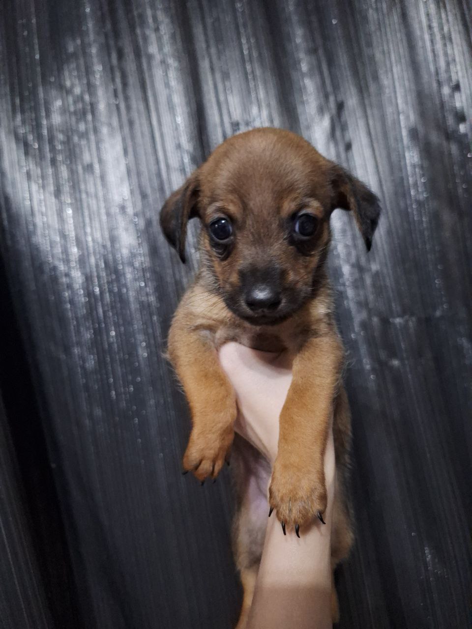 Щенок ищет свою семью - Животные в Чита - фото 3