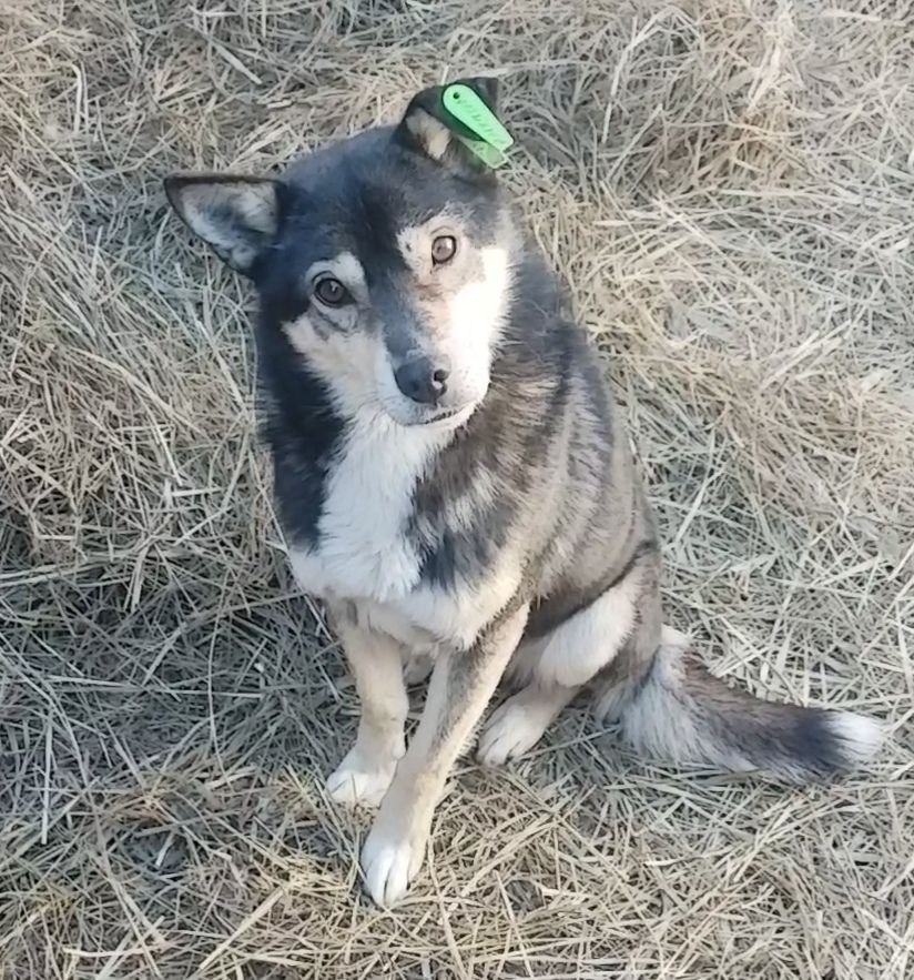Поиск дома для собаки Мишки - Животные в Чита