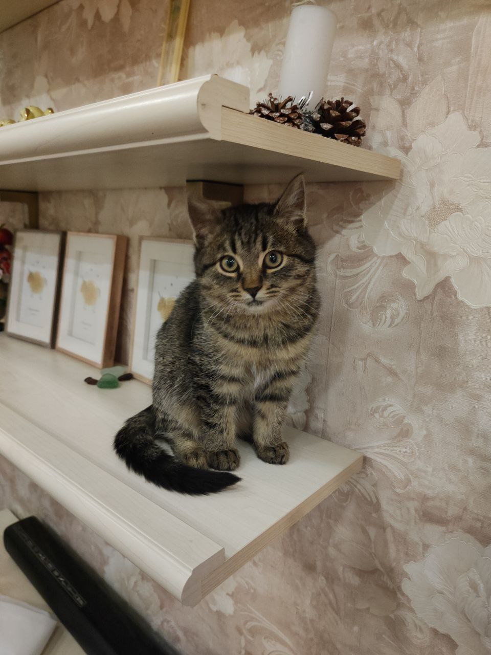 Маленькая изящная леди с золотым характером - Животные в Чита