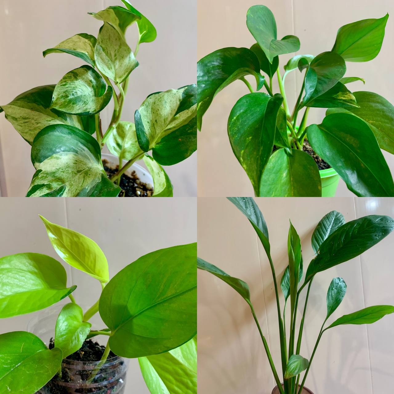 Цветы 4шт: Marble apple, neon, golden, спатифиллум - Хобби и отдых в Чита