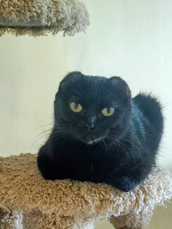 Кошка-мечта в добрые руки - Животные в Чита