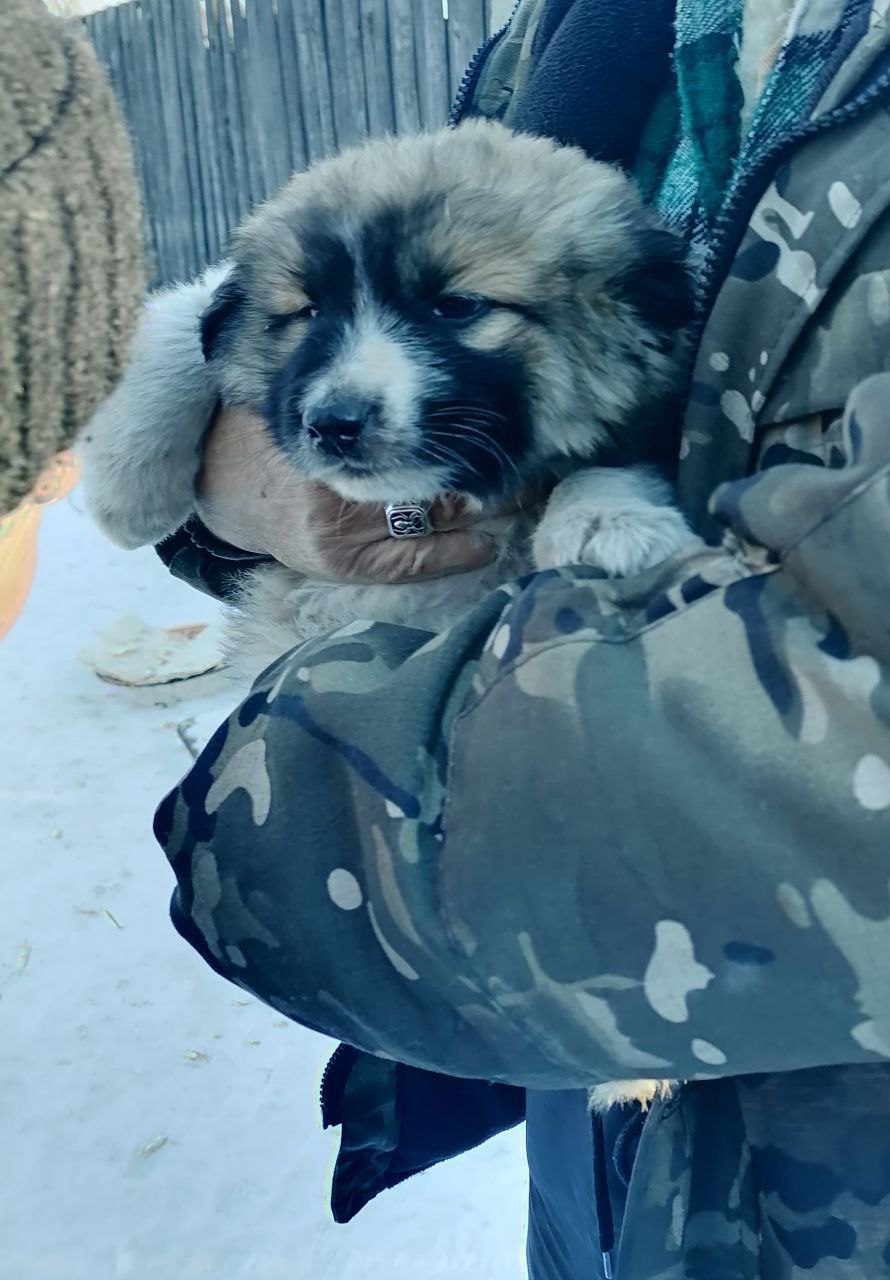 Мишель (девочка) в поисках дома - Животные в Чита