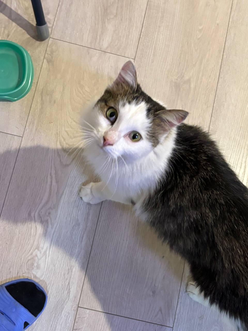 Котик в добрые руки - Животные в Самара - фото 2