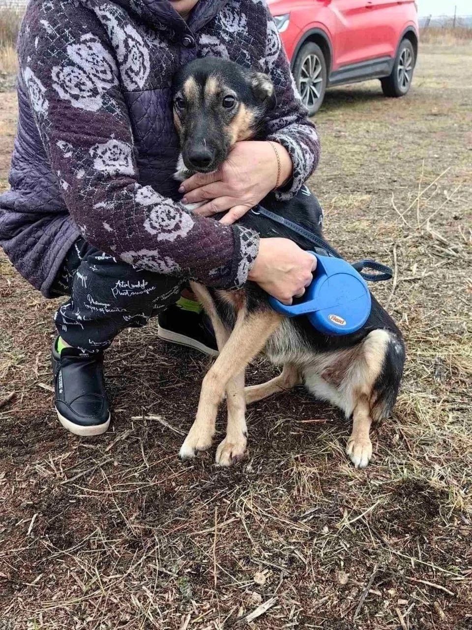 Альфа - молодая собачка ищет дом - Животные в Самара