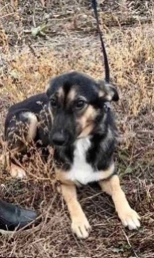 Альфа - молодая собачка ищет дом - Животные в Самара - фото 2