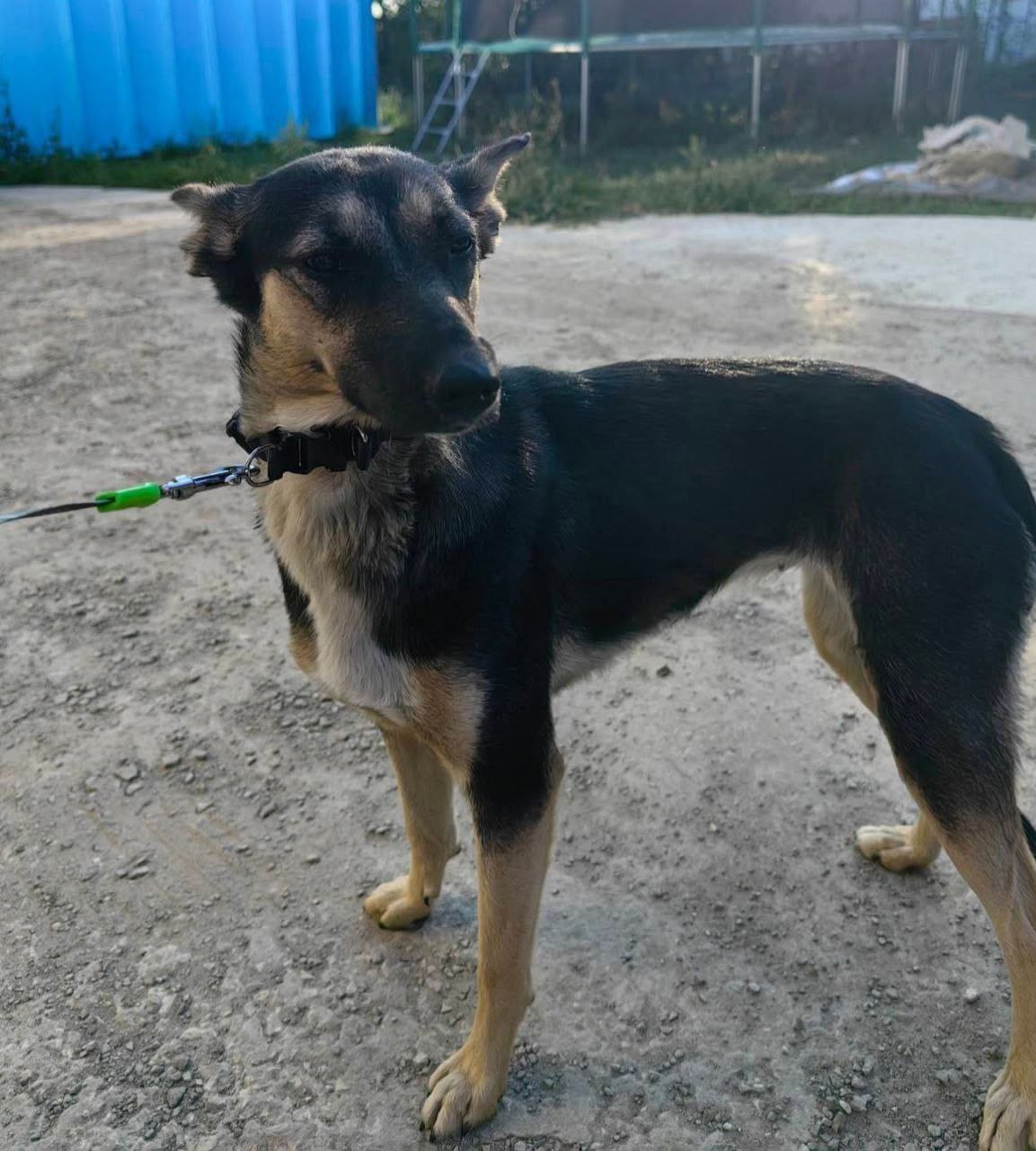 Альфа - молодая собачка ищет дом - Животные в Самара - фото 3