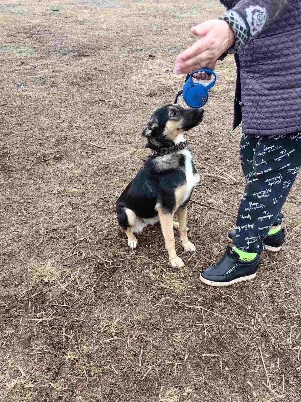 Альфа - молодая собачка ищет дом - Животные в Самара - фото 4