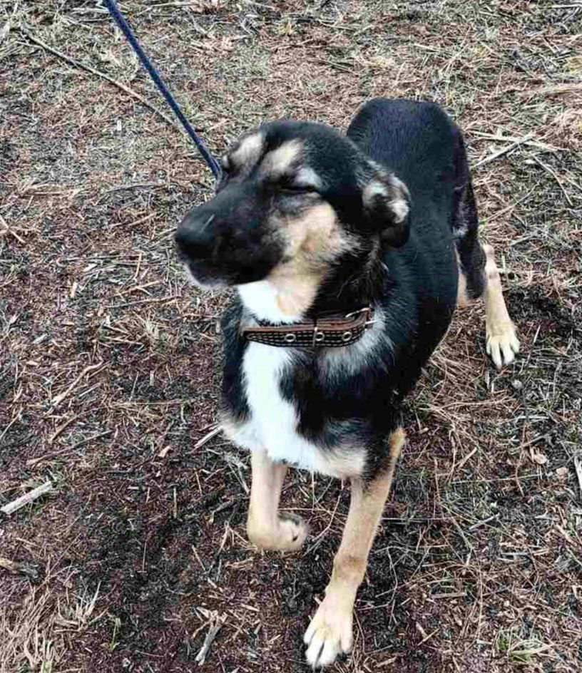 Альфа - молодая собачка ищет дом - Животные в Самара - фото 5