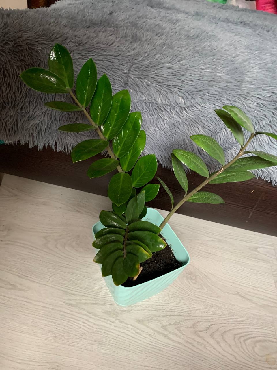 Продам большой отросток Замиокулькаса - Хобби и отдых в Красноярск