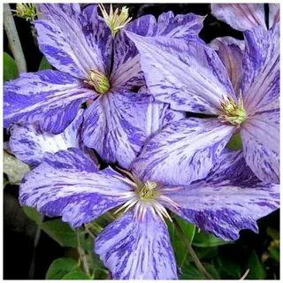 Клематисы на весну по предзаказу - Хобби и отдых в Тюмень - фото 2