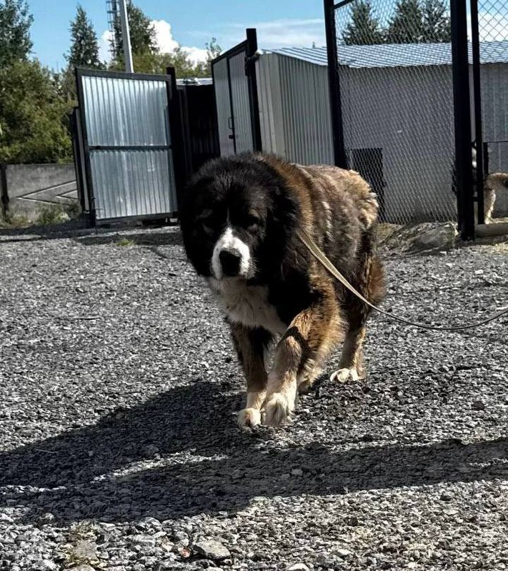 Собака ищет дом - Животные в Тюмень