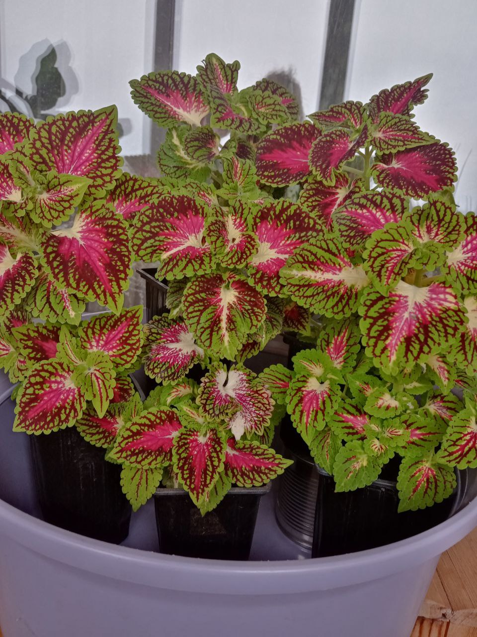 Продам колеус - Хобби и отдых в Тюмень