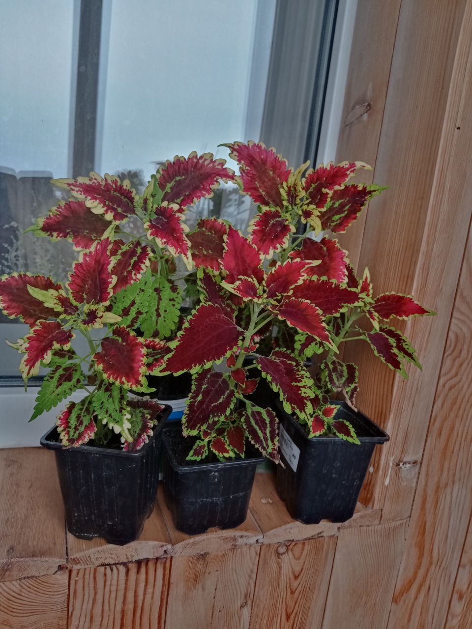 Продам колеус - Хобби и отдых в Тюмень - фото 4