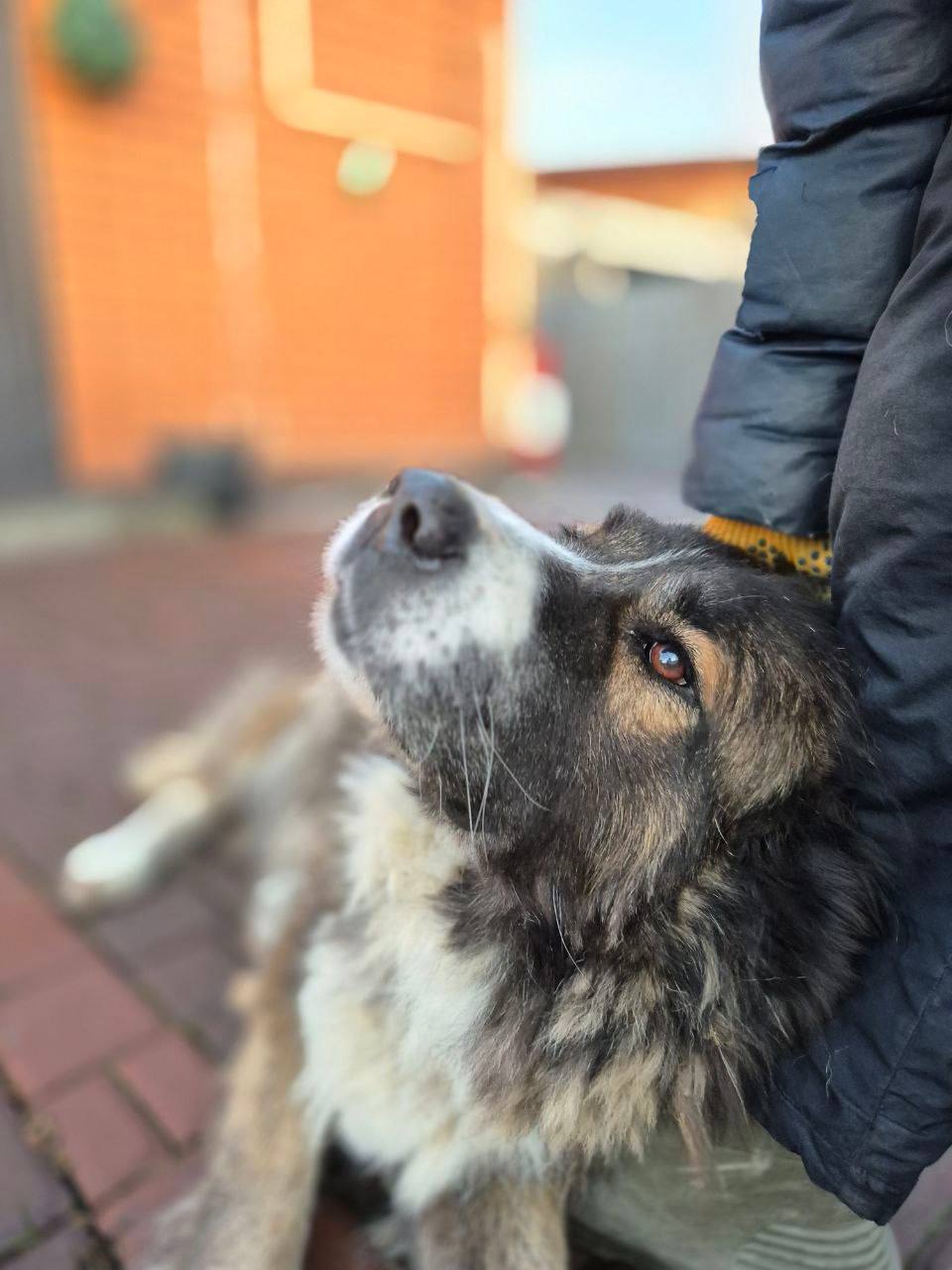 Кавказская овчарка ищет дом - Животные в Тюмень
