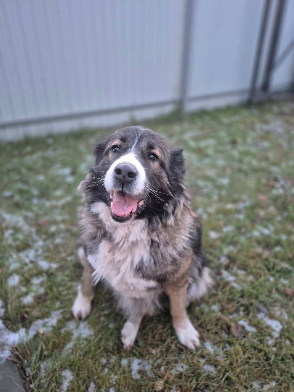 Кавказская овчарка ищет дом - Животные в Тюмень - фото 3