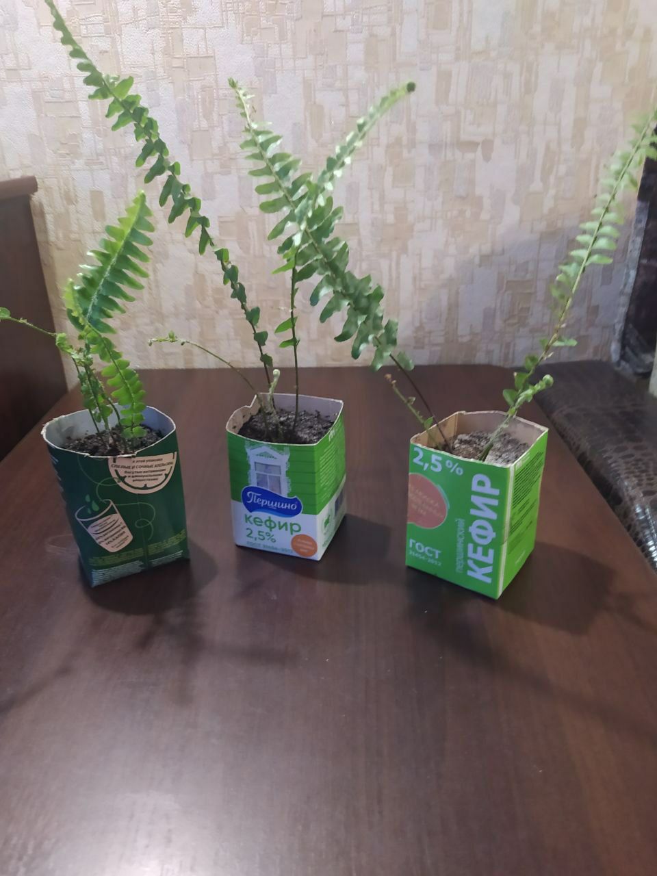 Продам домашний папоротник - Хобби и отдых в Тюмень