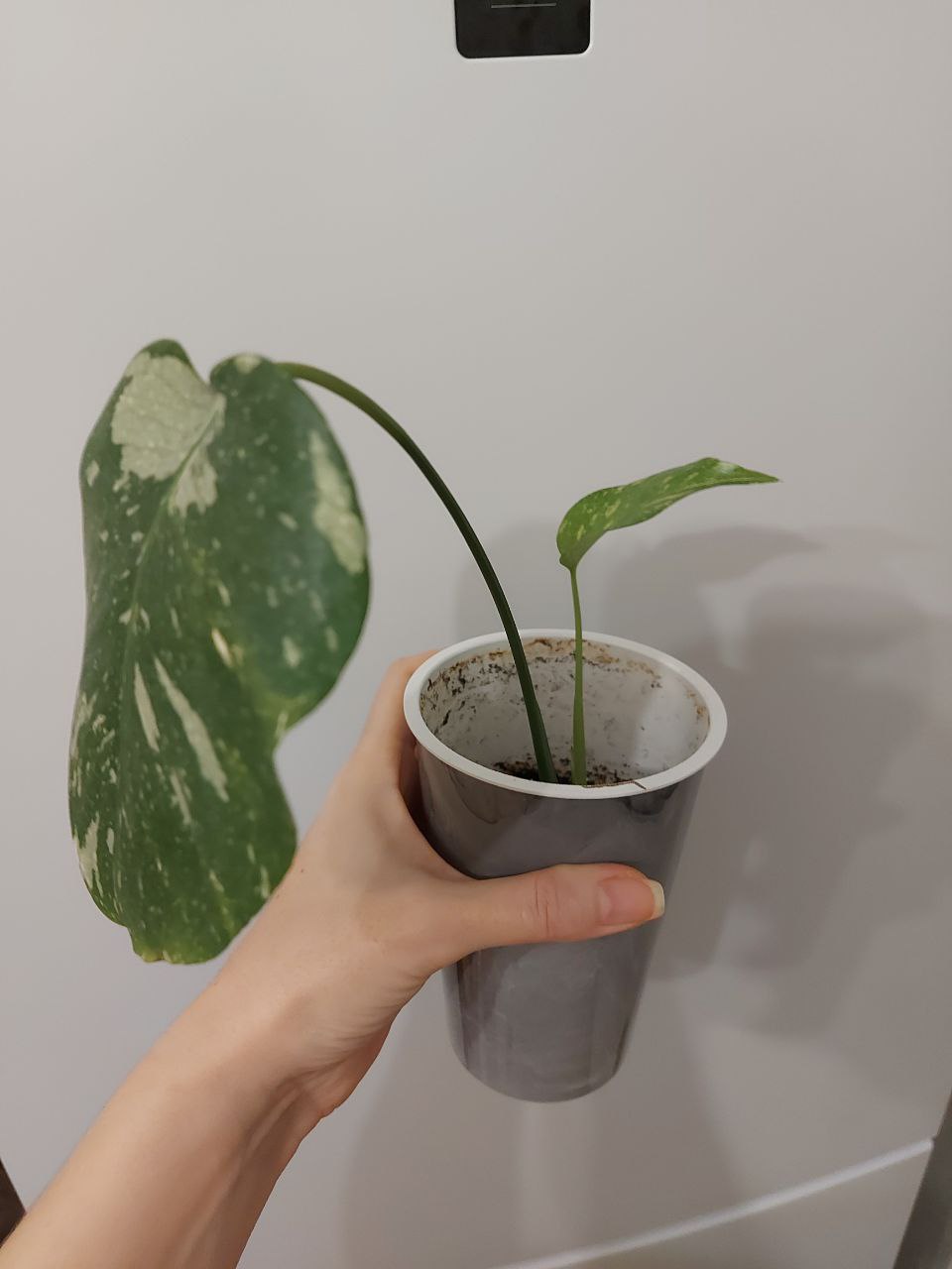 Монстера тайское созвездие в грунте - Хобби и отдых в Тюмень